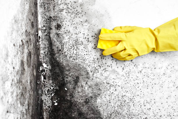 Best Certified Mold Removal  in Holley, NY