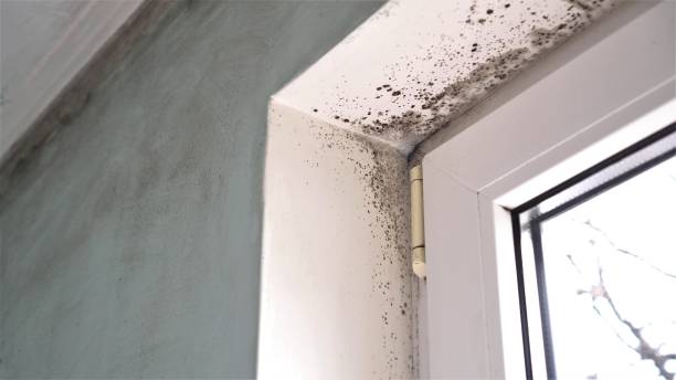 Holley, NY Mold Removal Company