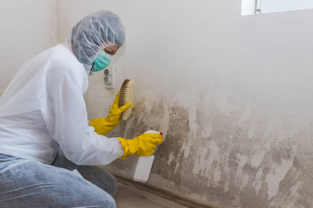 Best Mold Removal Near Me  in Holley, NY