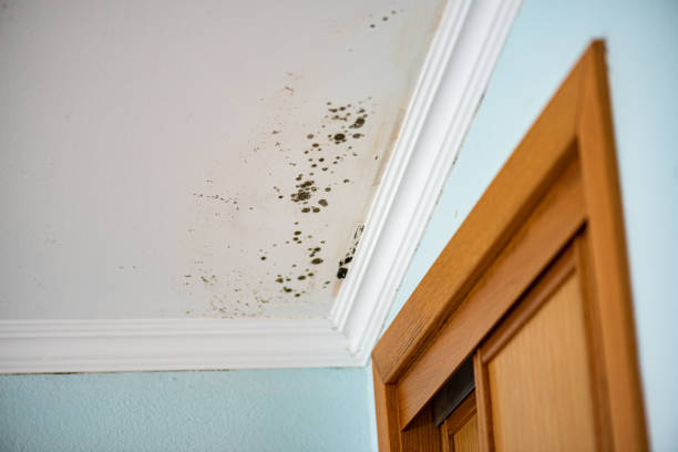 Best Local Mold Removal Service  in Holley, NY