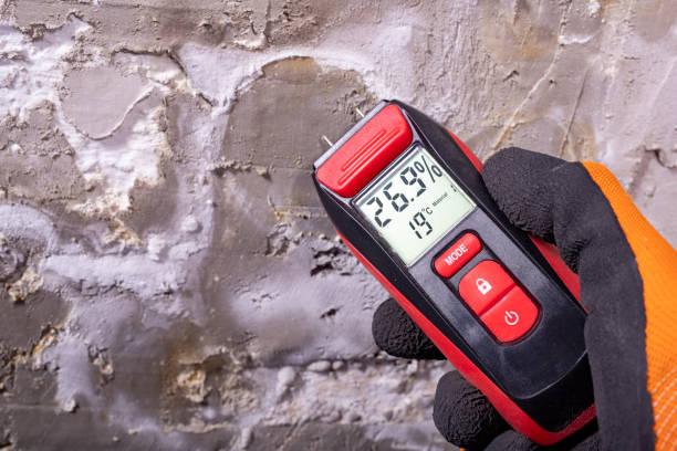 Best Office Mold Removal Services  in Holley, NY