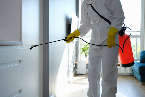 Best Mold Damage Repair  in Holley, NY