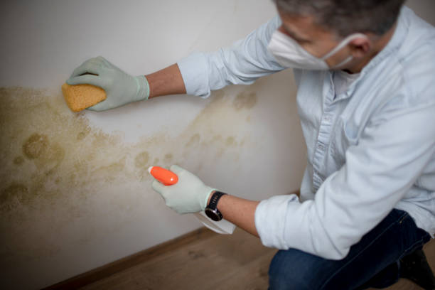 Attic Mold Removal in Holley, NY