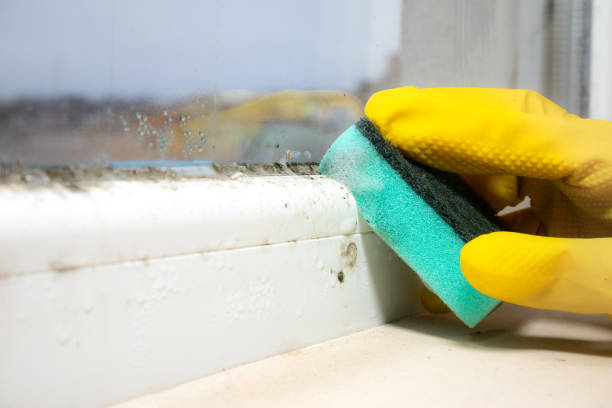 Best Certified Mold Removal  in Holley, NY