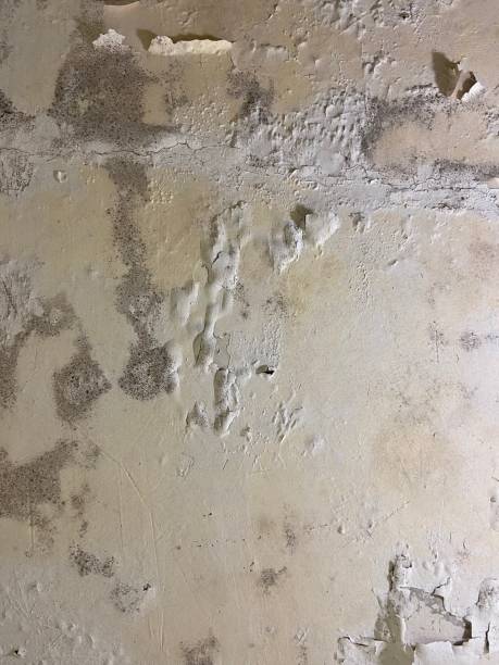  Holley, NY Mold Removal Pros