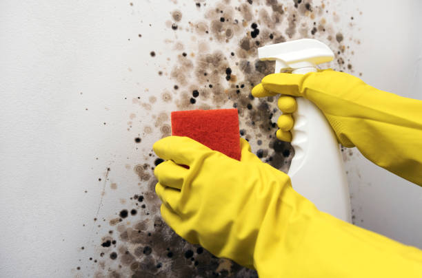 Best Commercial Mold Removal  in Holley, NY