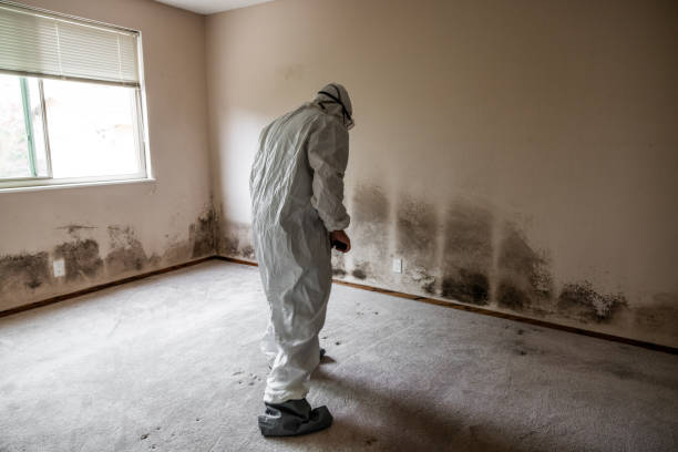 Best Mold Cleaning Services  in Holley, NY
