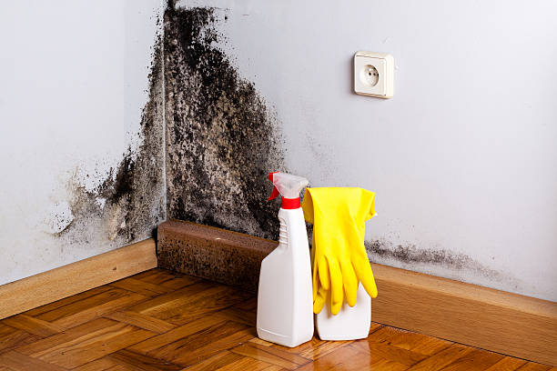 Best Mold Testing  in Holley, NY
