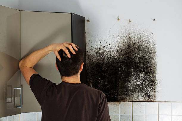 Best Local Mold Removal Service  in Holley, NY