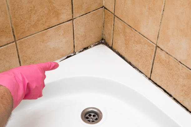 Best Commercial Mold Removal  in Holley, NY
