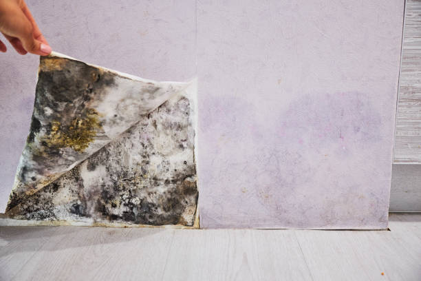 Best Mold Removal Process  in Holley, NY